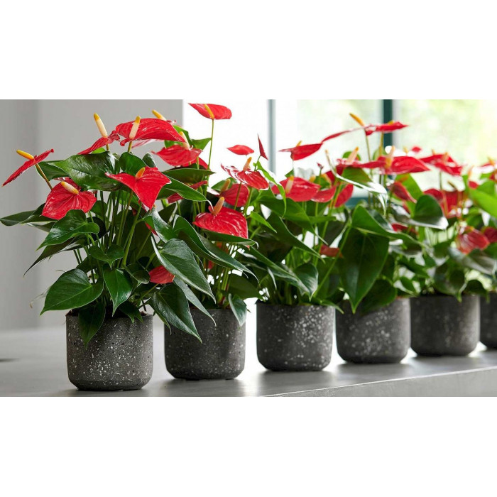 Антуриумы в Аркалыке