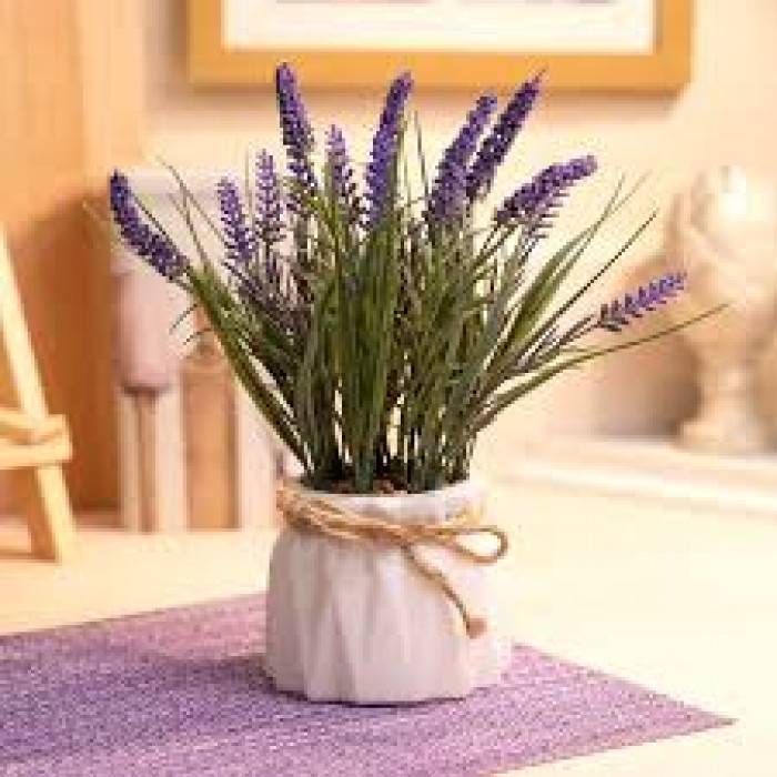 Лаванда в Аркалыке