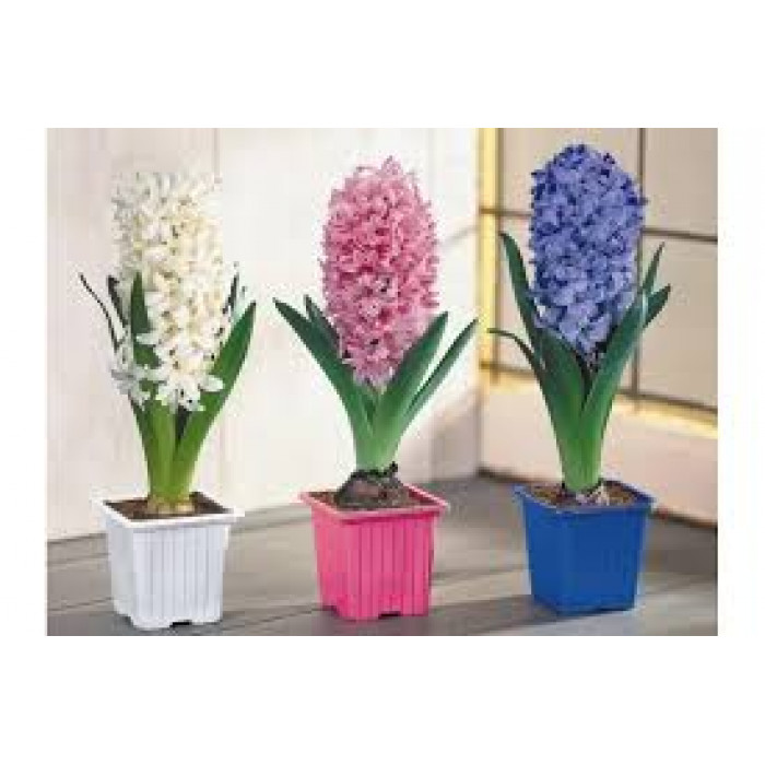 Гиацинты в Аркалыке