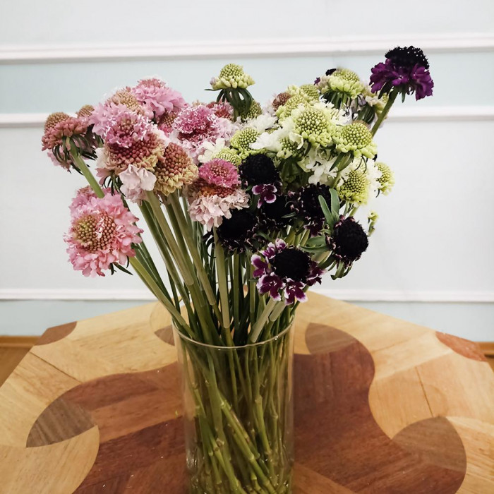 Скобиоза в Аркалыке