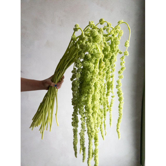 Амарантус в Аркалыке