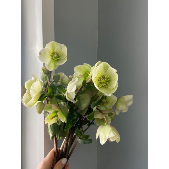 Хелеборус в Аркалыке