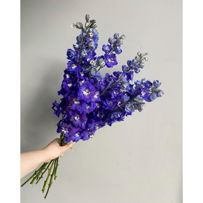 Делфиниум в Аркалыке