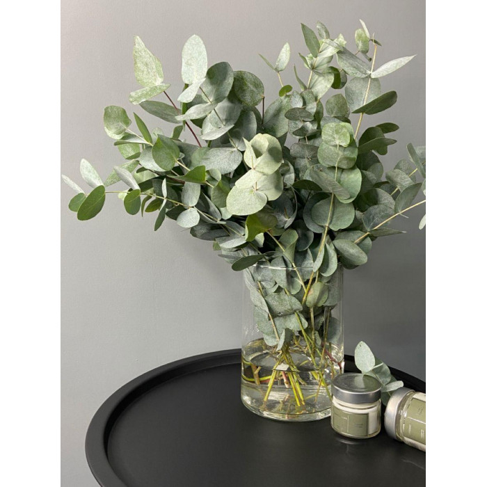 Эвкалипт в Аркалыке