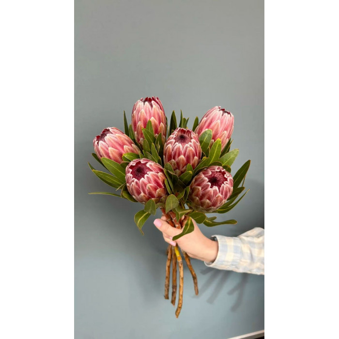 Протея в Аркалыке