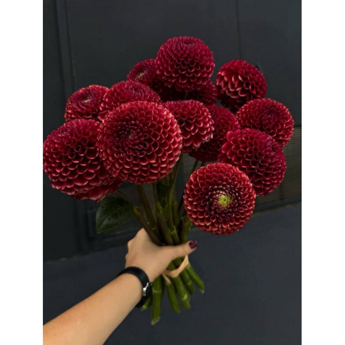 Георгины в Аркалыке