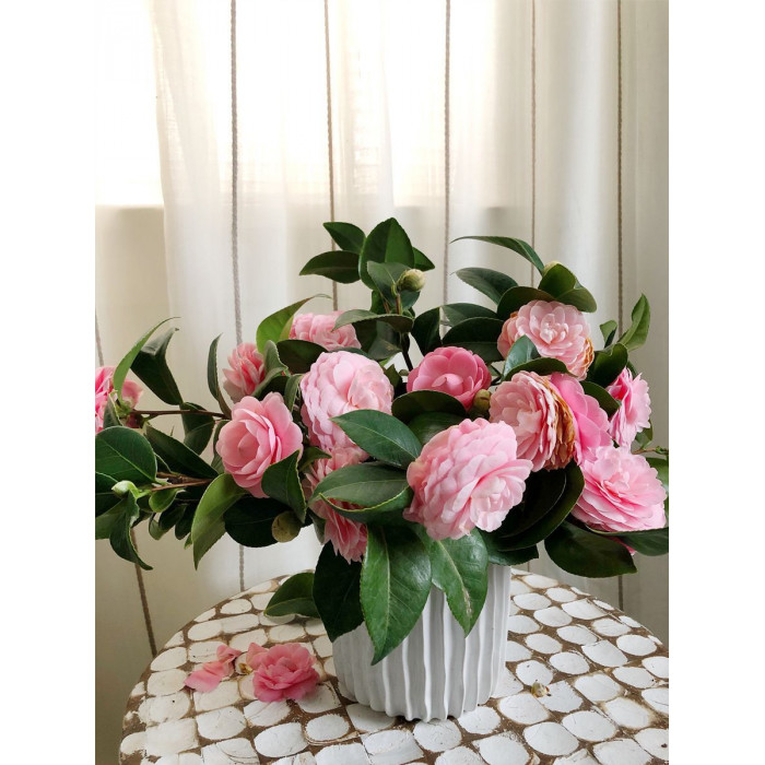 Камелия в Аркалыке