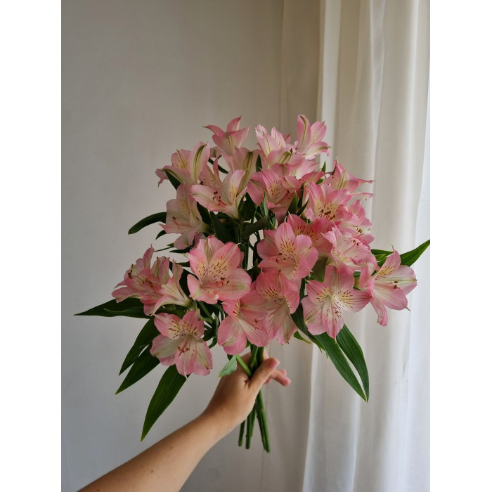 Альпиния в Аркалыке