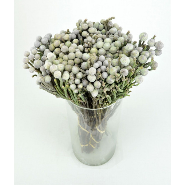 Бруния в Аркалыке