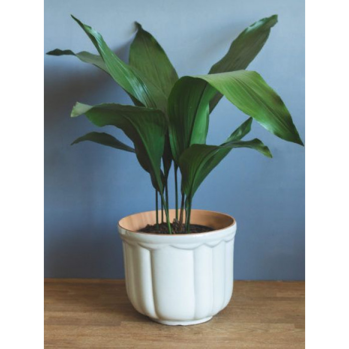 Аспидистра в Аркалыке