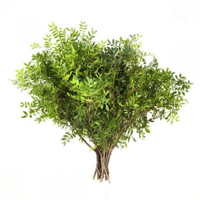 Писташ в Аркалыке