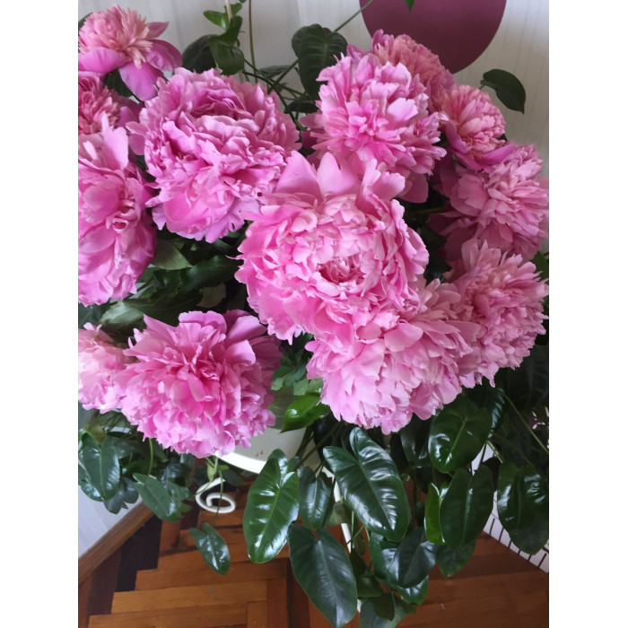 Пион древовидный в Аркалыке