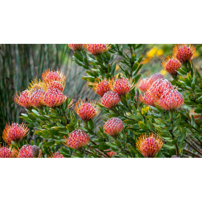 Леукоспермум в Аркалыке