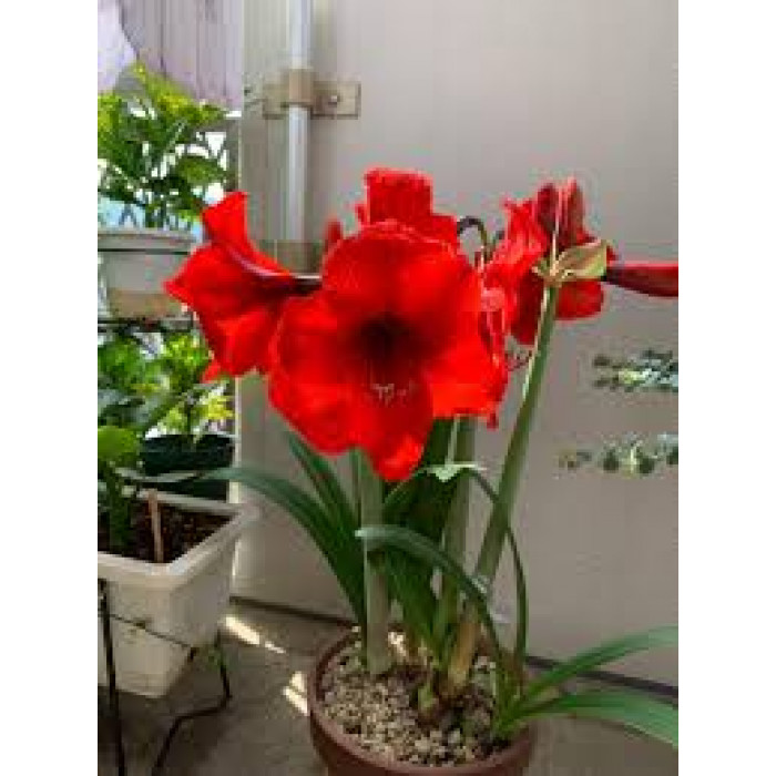 Амариллис в Аркалыке