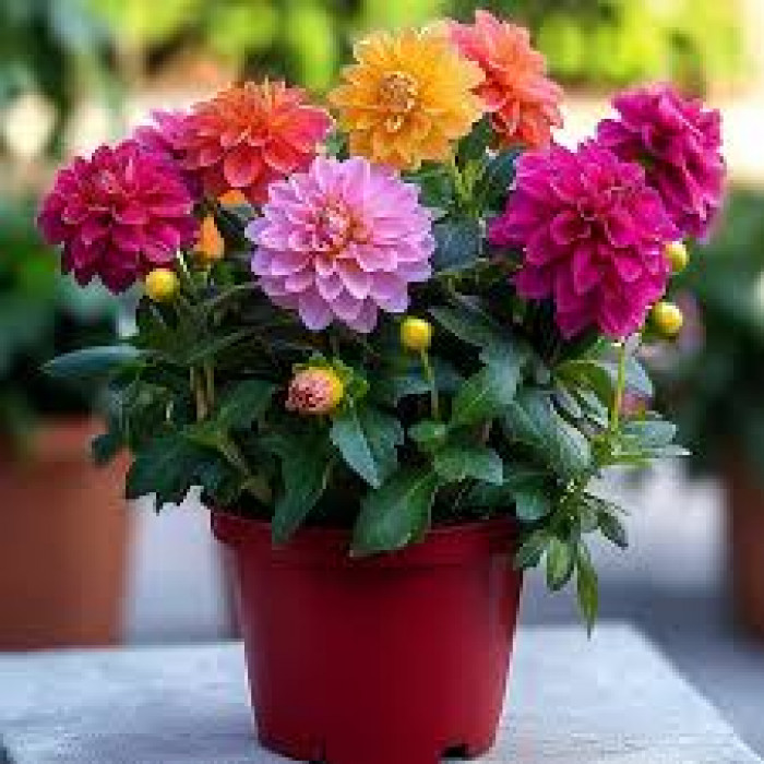 Георгины в Аркалыке