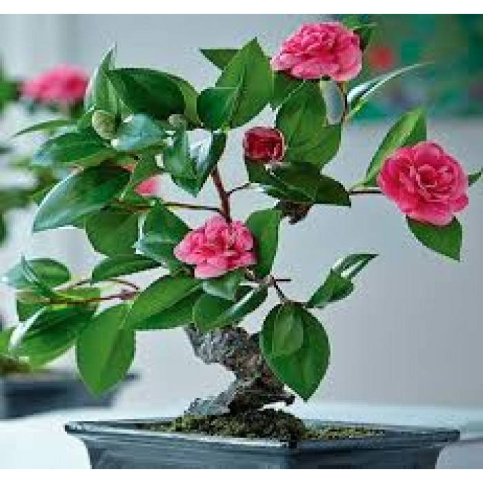 Камелия в Аркалыке