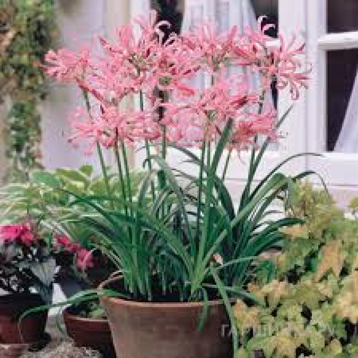 Нерине в Аркалыке