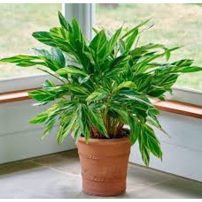 Альпиния в Аркалыке