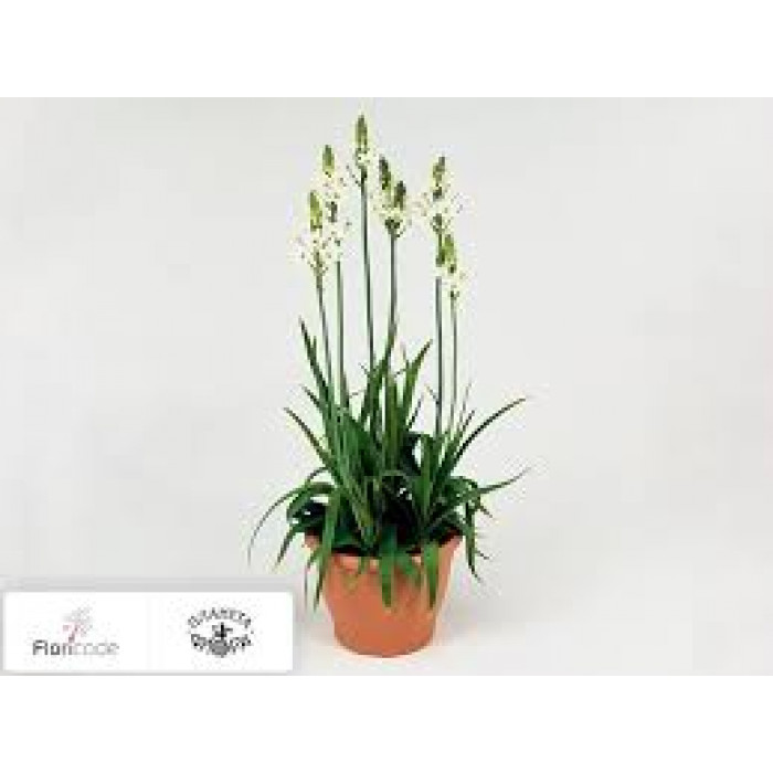 Орнитогалум в Аркалыке