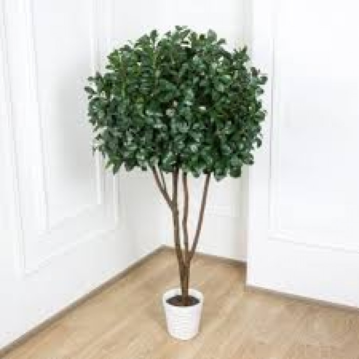 Рускус в Аркалыке